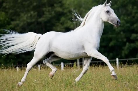 lipizzaner horse breed info facts