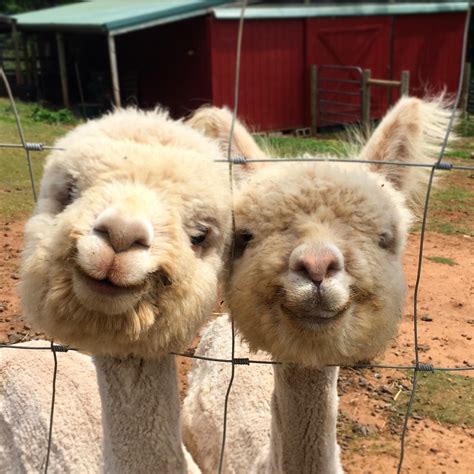 alpacas smiling   photo rebrncom