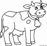 Cow Coloring Pages Dairy Bell sketch template