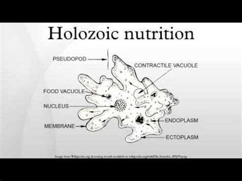 holozoic nutrition youtube
