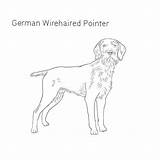 Pointer Wirehaired Dogbreedslist sketch template