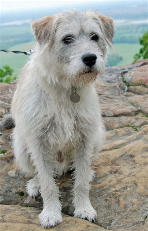 arty  terrier mix dogs daily puppy
