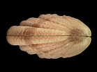 Afbeeldingsresultaten voor "clausinella Fasciata". Grootte: 139 x 104. Bron: www.marlin.ac.uk