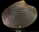 Afbeeldingsresultaten voor "astarte Elliptica". Grootte: 131 x 106. Bron: naturalhistory.museumwales.ac.uk
