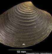 Afbeeldingsresultaten voor "astarte Elliptica". Grootte: 176 x 185. Bron: naturalhistory.museumwales.ac.uk