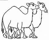 Camel Colorat Desene Planse Camellos Colorir Animale Salbatice Dromader Dromadaire Camelo Animaux Desenhos Camelos Animales Fise Camila Peccary Caravan Pintarcolorir sketch template