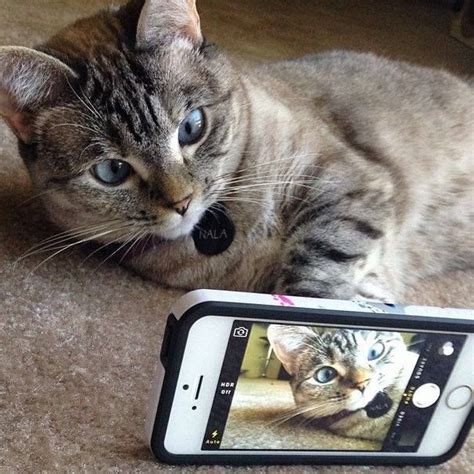 selfie silly cats crazy cats cute cats funny cats cat fun