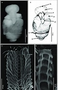 Afbeeldingsresultaten voor "pneumodermopsis Oligocotyla". Grootte: 120 x 185. Bron: www.researchgate.net
