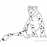 Snow Leopard Coloring Pages Baby Coloringpages101 sketch template