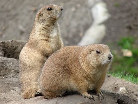 prairie dogs  photo  freeimages