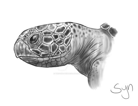 sea turtle sketch  thesynopsis  deviantart