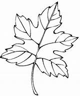 Leaf Coloring Printable Pages Coloringme sketch template