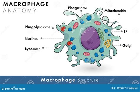 labelled diagram  human macrophage derived  monocyte  immune