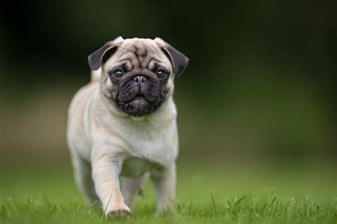 cute pug pictures       readers digest