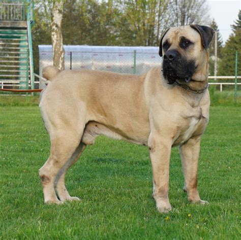 African Boerboel