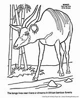 Coloring Pages Animals Bongo Animal African Wild Honkingdonkey Kids Africa Colouring Sheet Library Clipart Popular Cartoon sketch template