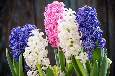 growing guide tips  growing hyacinth garden lovers club