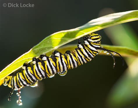 monarch butterfly  caterpillar pictures