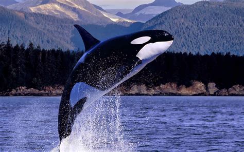 bio   gentle killer orcinus orca southern resident killer whales