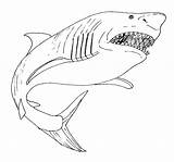 Shark Coloring Printable Kids Pages Animal sketch template