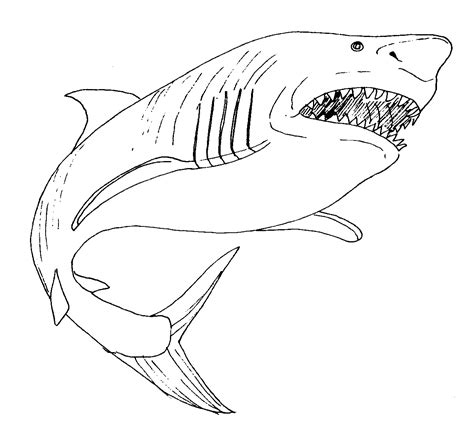 printable shark coloring pages  kids animal place