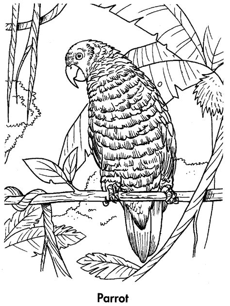 printable parrot coloring pages  kids animal place