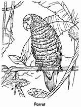 Parrot Coloring Pages Parrots Planet Printable Color Kids Earth Book Awesome Birds Animals Coloringpages101 Animal sketch template