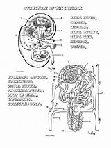 Nephron Endocrine sketch template