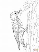 Woodpecker Coloring Pages Red Cockaded Drawing Color Woodpeckers Kids Print Template Sketch Designlooter Printable Getdrawings 48kb 1600px 1200 sketch template