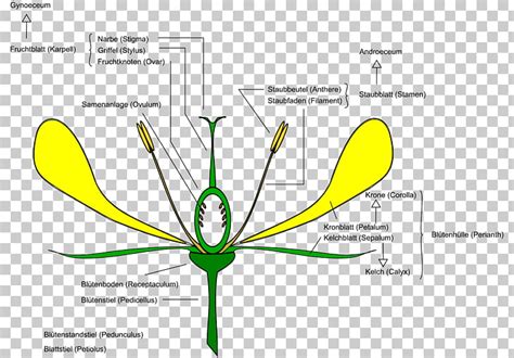diagram  flower anatomy  flower site