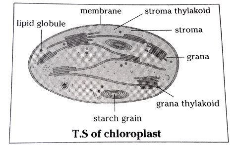 chloroplast diagram