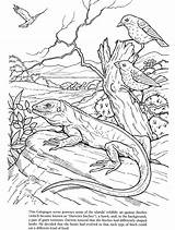 Darwin Galapagos Doverpublications sketch template
