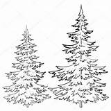 Pine Tree Outline Drawing Coloring Drawings Trees Line Cone Evergreen Ponderosa Fir Draw Sketch Christmas Pages Forest Realistic Clipart Winter sketch template
