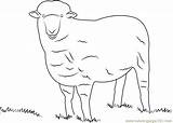 Sheep Coloring Corriedale Pages Coloringpages101 sketch template