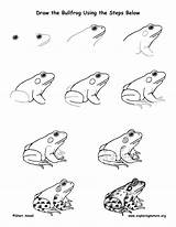 Bullfrog Lesson Exploringnature Raccoon Eardrum Painting sketch template