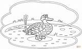 Duck Coloring Pages Paper sketch template