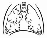 Lungs Coloring Without Openclipart Clipart sketch template