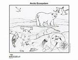 Arctic Ecosystems Ecosystem Habitat Rainforest Geographic sketch template