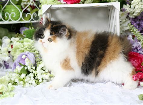 eye candy traditional calico persianpersian kittens  sale