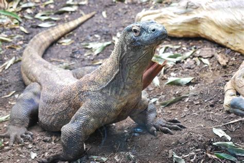 komodo dragons  largest lizards   world zme science
