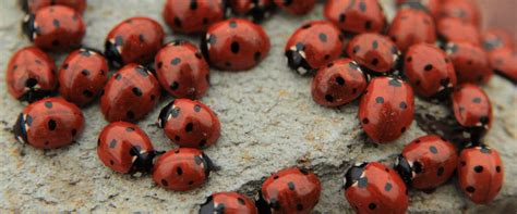 learn   ladybugs    control    pest