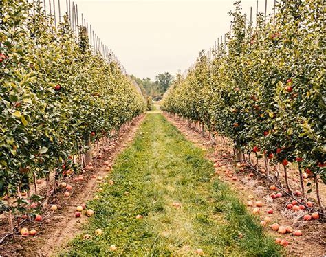 dining alberton orchards