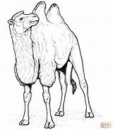 Chameau Camello Camel Colorat Camelo Planse Colorier Camellos Desene Egypte 1665 Bactriano Animale Salbatice Camels Dessins Supercoloring Camile Caravan Dromedarios sketch template