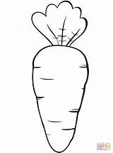 Coloring Pages Template Carrot Lettuce Sketch Printable Templates sketch template