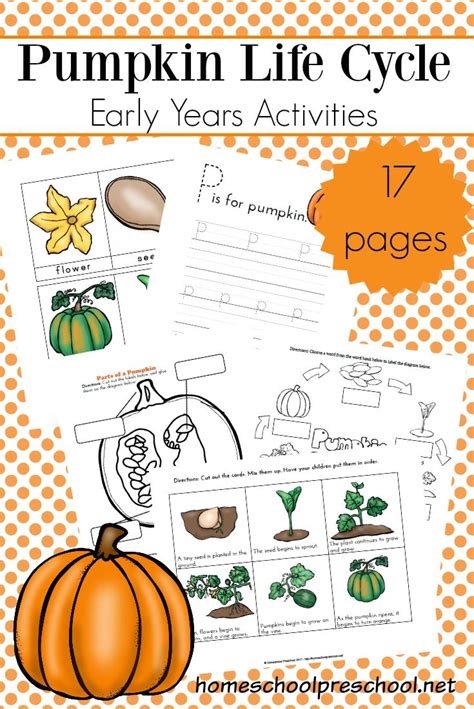 preschool life cycle   pumpkin printable  fall pumpkin life