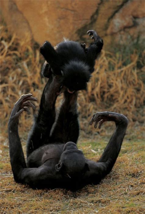 The Smart And Swinging Bonobo Science Smithsonian