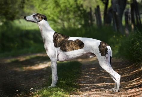 breed greyhound highland canine training