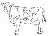 Pages Cow Coloring Printable Getcolorings sketch template