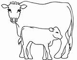 Cow Cows sketch template