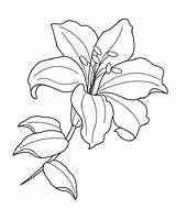 Lilies sketch template